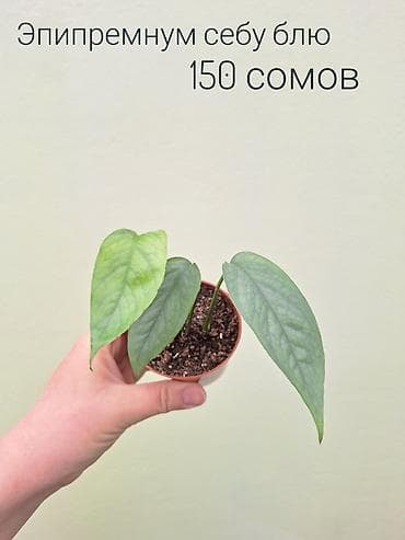 инкубатор луппер: • Комнатные растения (укоренённые черенки/детки/молодые — 5