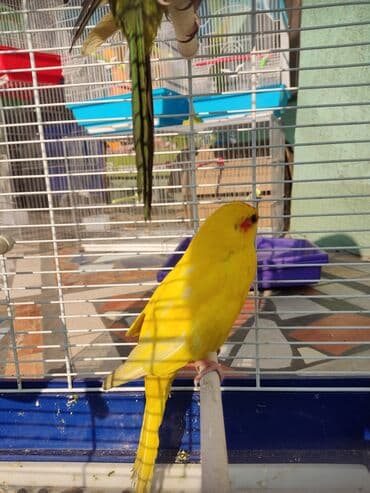 Попугаи Какарики являются очень активными, весёлыми, оригинальными, а