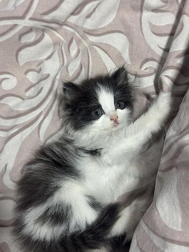 племенные коровы: Хочу отдать котёнка в надёжные руки котёнку около полтора месяца — 4