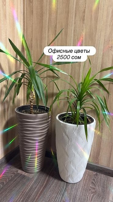монстер: Цветы для офиса — 9