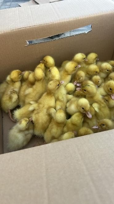 продам сено: Продаю | Цыплята | Для разведения — 3