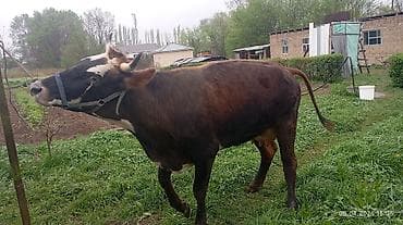 продаются бараны: Продаю | Корова (самка) | Для молока — 2