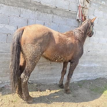 телёнок бычок: Продаю | Кобыла (самка) | Рабочий — 1