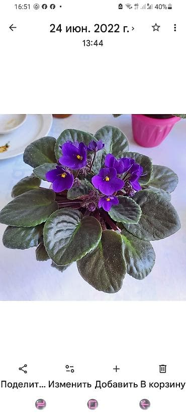 клубника ягоды: Глоксиния (Sinningia speciosa) — комнатное цветущее растение с — 6