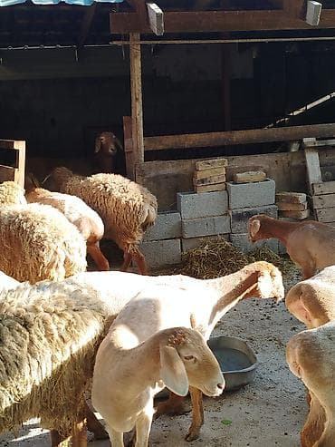 грызуны домашние: Продаю | Овца (самка) | Для разведения | Племенные — 4