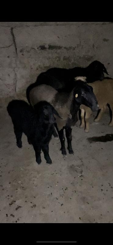 Продам с/х животных: Продаю | Овца (самка) — 3