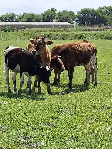 монбельярдская порода купить: Продаю | Музоо, торпок | Полукровка | На откорм — 9