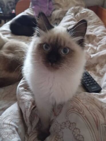 рэгдолл купить: Котята домашние, пушистые и ласковые. - Окрас: колор-пойнт (светлый — 2