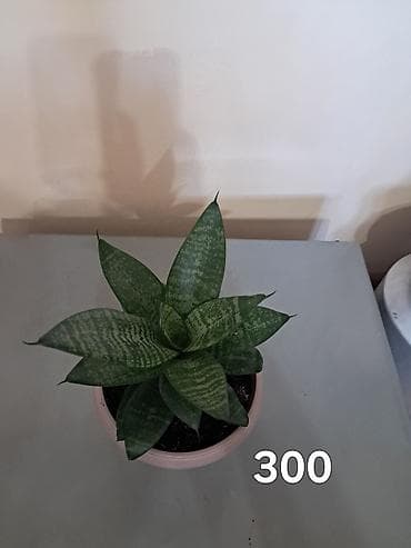 Сансевирия 300,эухарис 300,монстера 150,традесканция 150 — 1