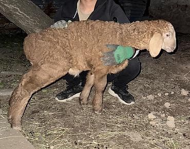 кой сойгуч: Продаю | Овца (самка), Ягненок, Баран (самец) | Арашан | Для разведения — 8