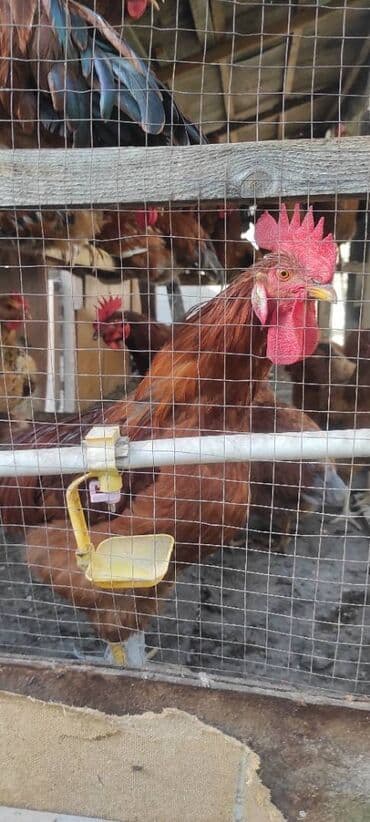 купить несушек курей: Корей ТОДЖОН короздору сатылат. 6-7 айлык короздор.
Адрес: Ош, Фуркат — 2