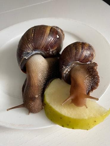 личинка карпа толстолоба амура: Город Ош Ахатины (гигантские африканские улитки) 300 сом за пару — 3