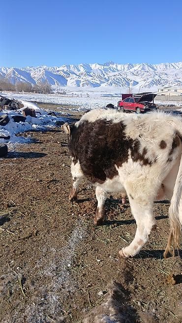 дратхаар бишкек: Сатам | Бука (эркек) | Бордоп семиртүү үчүн | Байланган — 6