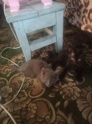 котята простые: Два котёнка домашние, короткошёрстные: - Окрас: один чёрный, второй — 1