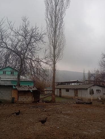 Продажа тополей (ряды взрослых деревьев на участке). - Порода: тополь