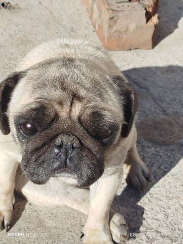 француский бульдог: Порода: мопс Описание: - Компактная собака с короткой светло-бежевой — 2