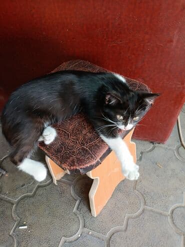 шотландская кошка скоттиш страйт: Скотиш Страйт (Шотландская прямоухая), 6 месяцев, Мальчик, Биколор, Метис — 2