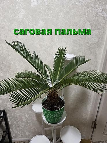 помесь: Комнатные растения в горшках: 1) Антуриум (светло‑кремовые/белые — 4