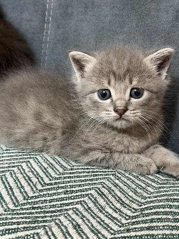 Кошки: Котята домашние, возраст 1,5 месяца окрас: серый (дымчатый) и — 1