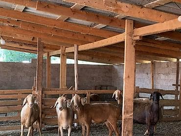 животные бараны: Продаю | Овца (самка) | На забой | Матка — 8