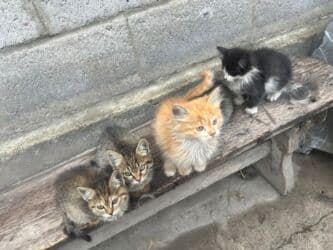 шиншилла британская кошка цена: Беспородная, 3 месяца, Мальчик, Рыжий, Приучена к лотку — 6