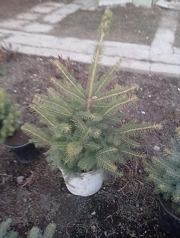 пихта саженцы: Ели голубые (Picea pungens glauca) в контейнерах - Компактные саженцы — 2