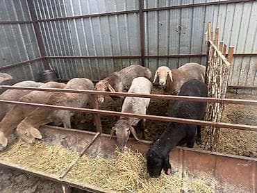 дробилка корма: Продаю | Баран (самец) | На забой | Племенные — 4