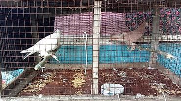 корм для птицы: Пара домашних голубей в вольере. - Породы/масти: один белый голубь — 2