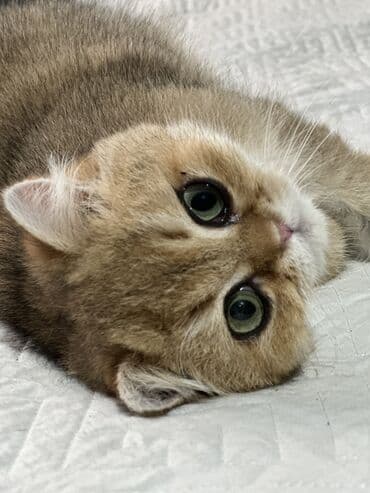 шотландский вислоухий котенок купить: Золотистый британский короткошерстный котенок с плюшевой шерстью и — 3