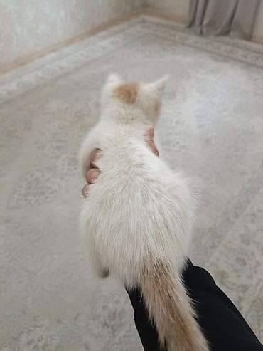 боб кет: Беспородная, 2 месяца, Мальчик, Белый, Приучена к лотку — 4