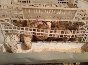 домик для кот: Бөдөнөлөр сатылат. Адрес: Талас району, Таш-Арык айылы (Манас Ордо — 2