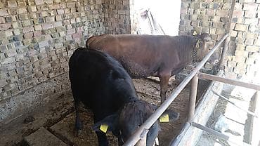 ара цена: Продаю | Бык (самец) — 2