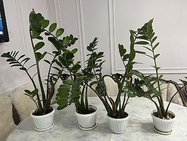 Комнатные растения в горшках - Замиокулькас (Zamioculcas zamiifolia