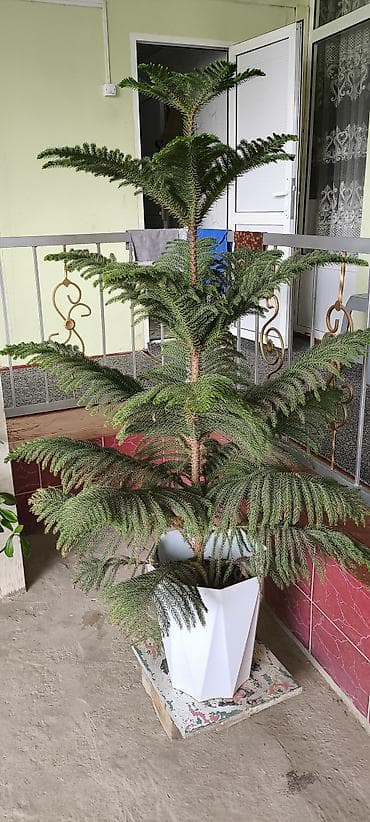 фуллен зеркало с полкой: Араукария (Norfolk Island Pine) в кашпо - Комнатное хвойное дерево с — 2