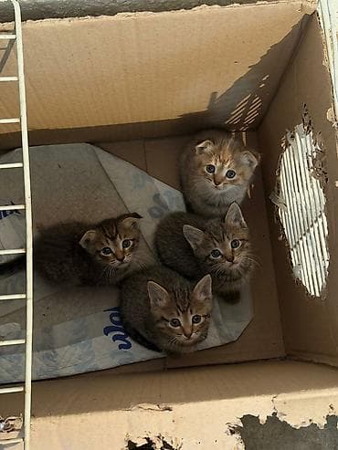 Милые котята тигрового окраса - Помёт из четырёх котят: классические — 4