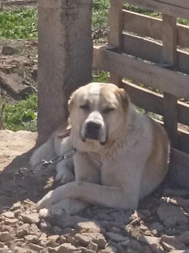 жан жаныбарлар: Продаю Крупная сторожевая собака (тип алабая/среднеазиатской овчарки) — 1