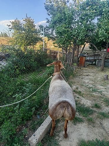 продаю птиц: Продаю | Овца (самка) | Для разведения | Матка — 4