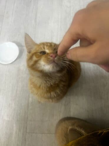 белая кошка: Очень ухоженная но породу Ангорки - Окрас: белый, длинная мягкая — 3