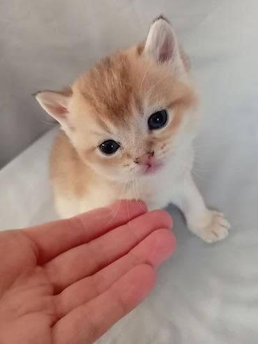 британские котята бишкек: 💛 Золотое счастье ищет свой дом 💛 Открыто бронирование на шикарного — 9