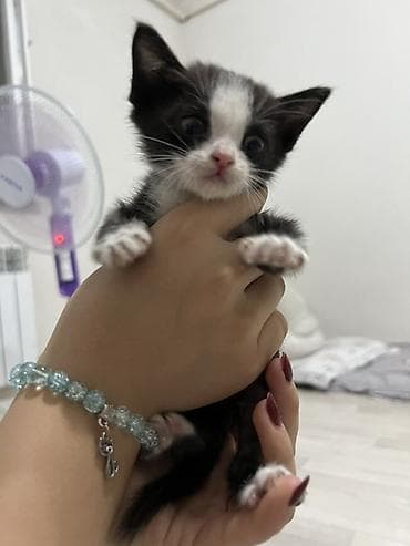 scottish fold: Котёнок черно-белого окраса (тиuxedo), с белой мордочкой, носиком и — 4