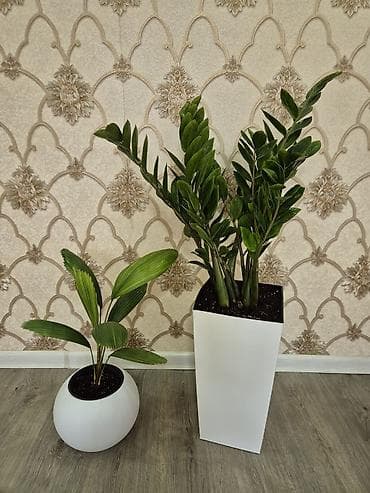 черный замиокулькас: Замиокулькас (ZZ plant) в высоком белом кашпо - Комнатное — 1
