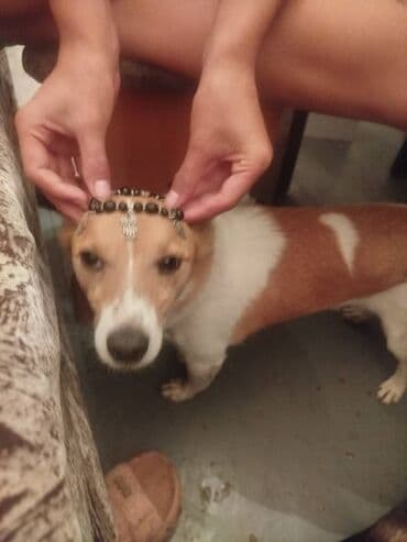 щенки белгийскоц овчарки: Ищут дом милые щенки разных окрасов и размеров. Эти очаровательные — 9