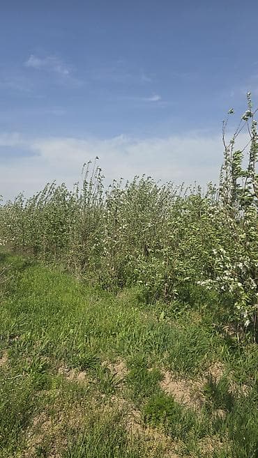 яблоко сочные: Саженцы яблони из плодового сада - Предлагаются саженцы яблони с — 2
