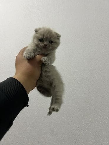 Шотландские вислоухие котята, окрас голубой/люсильвер. - Порода