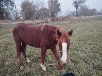 Продаю | Жеребец | Конный спорт