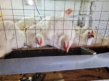 ат бишкек: Продаются домашние бройлеры мясного кросса. ✅ Живой вес — 255 сом/кг — 1