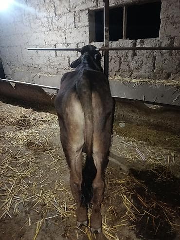 корим: Продаю | Бык (самец) | На откорм — 2