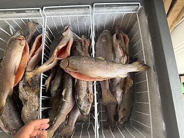 мебел шкаф бу: Форель радужная, потрошёная, свежая и замороженная доставка от 5кг - — 2