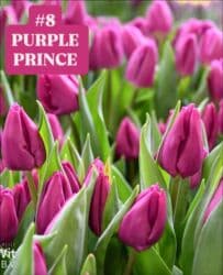 купить луковицы тюльпанов из голландии: Предлагаются тюльпаны различных оттенков для предзаказа к 8 марта 2026 — 9