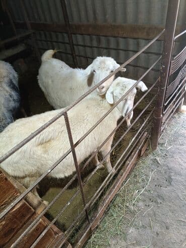 бордер коли собака: Продаю | Коза (самка) — 5